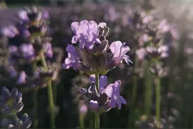薰衣草的夏天，奔放的紫色，热烈的梦图片