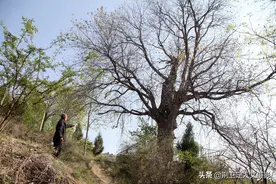 山西农村600年古树，能榨油能治病还能预报年景收成，看啥样图片