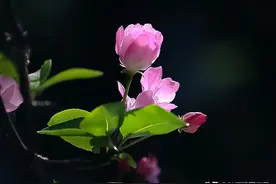 实拍20张海棠花照片，如何拍出深色背景？分享3个关键方法图片