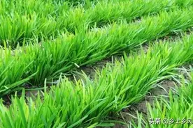 韭菜种子种植方法，这样种既简单又方便，种一次能采收七八年图片
