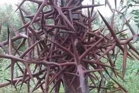 农村常见的皂角刺有什么作用？图片