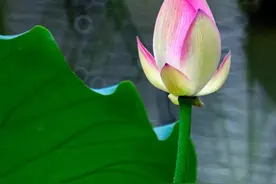 如何用好NiSi甜甜圈魔术镜？拍摄技巧汇总图片