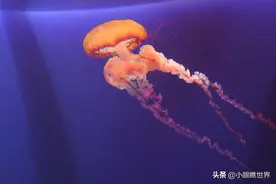 探寻最美水母 看起来美丽而又危险图片