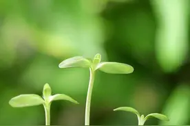 成语汇总：AABC、ABCC、AABB、ABAB、ABAC、AAB、ABB七种形式图片