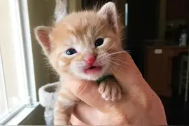 猫妈妈意外失踪，留下6只出生不久虚弱小猫，场面让人太心疼图片