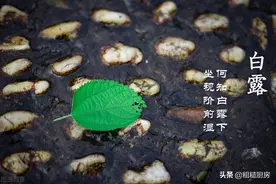 明日白露，不差钱的话吃这5种水果，清甜多汁，帮助家人远离秋燥图片