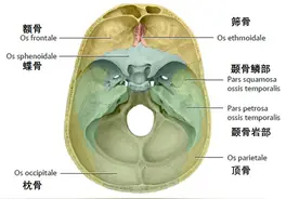 62张，颞骨解剖高清图解，收藏必备图片