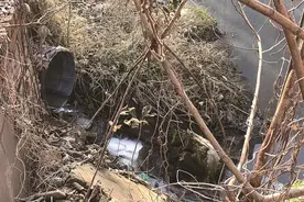 泰州紫金华府小区内景观河臭味越来越浓 居民：洗衣废水排入是主因图片