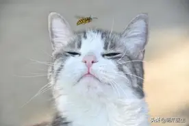 朋友把猫踢骨折了，还劝我卖了猫图片