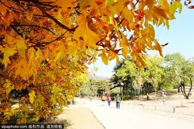 部分免费！北京赏秋“性价比”最高选择都在这儿了！图片