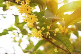 桂花龙井 | 茶为骨，花为香，遇上了就万万别错过图片