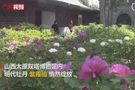 生长400多年的牡丹开花了！来看明代的观赏牡丹图片