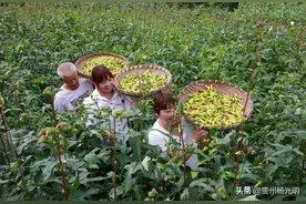 贵州黔西：金花葵开出“美丽经济”图片