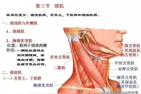 「干货分享」从头到脚的全身肌肉解剖学习资料，值得转发收藏图片