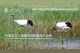 内蒙古三只被救丹顶鹤重回大自然图片