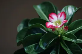 夏天养“沙漠花”，一定要做到少浇水，不然积水烂根不开花图片