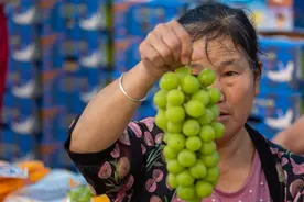从998元一串到15元1斤，“葡萄中的爱马仕”是如何走进寻常百姓家的？图片