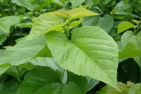 「农技」夏季如何管理桑树？这些技术教给你图片
