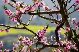 方方日记：野火烧不尽，春风吹又生（3月22日）图片