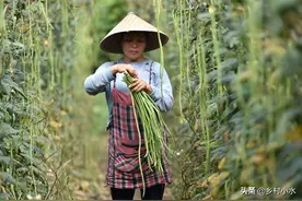豇豆高产种植有技巧？老师傅教你6点，豇豆多开花、多结荚图片