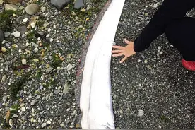 罕见深海鱼被海浪冲上岸：长得像带鱼，名字却叫“鲑鱼之王”图片