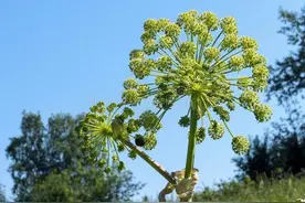 每日中药——白芷图片