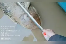 “微笑精灵”长江江豚，魂断鄱阳湖！又是渔具惹的祸？图片