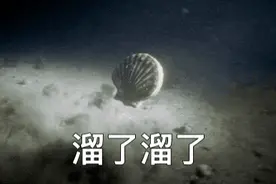 啥都能审计！獐子岛3亿扇贝集体暴毙，问题怎么被审计出来的？图片