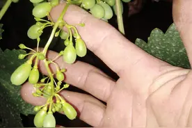 葡萄出现大面积的大小粒，到底是咋回事？田间务必做好这6项工作图片