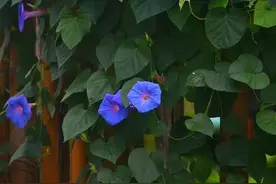 散文：人间秋色，不过山河与烟火图片