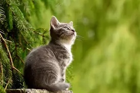 “心机”猫图片
