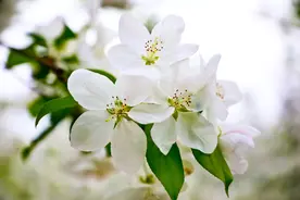 海棠花开，来高新区赏花可好？图片