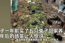 浙江一女子买了5只兔子，一年后生出200多只：这也太能生了吧图片