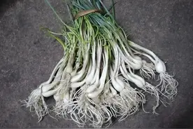 荞头菜这样做才好吃图片