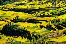 错过要等一年！温州今年最后一波的稻浪“攻势”邀您来赏！图片