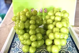 崇明又添佳果，葡萄中的“爱马仕”丰收啦图片