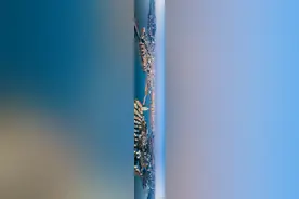 鸟瞰鄂州山水城（宽幅照片）图片