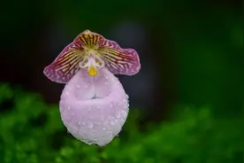 这种兰花开花似口袋，小巧精致颜值高，名叫兜兰养好了非常养眼图片