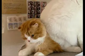 白猫一屁股坐在了黄猫身上，它还在忍着不发火：为啥要为难我图片