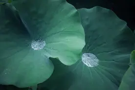 感悟：人这一生，不要和任何人走得太近图片