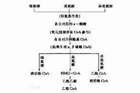 你想健康科学的增加肌肉吗？聊聊支链氨基酸图片