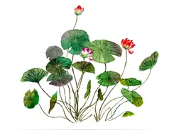 夏天美好诗词佳句，分类整理：虫鸣、明月、清风、荷香、竹影等图片