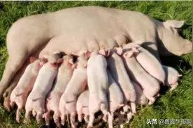 母猪难产原因 母猪难产的处理方法图片