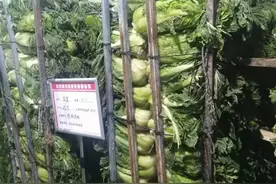 每吨白菜补贴600元！哈尔滨冬春蔬菜储备管理办法征求意见啦图片