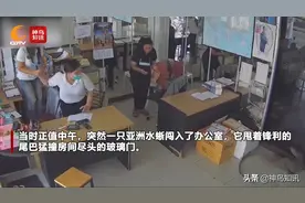 视频丨泰国一条1.8米长蜥蜴闯进办公室 3名女职员吓到尖叫连连图片