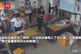 视频丨泰国一条1.8米长蜥蜴闯进办公室 3名女职员吓到尖叫连连图片