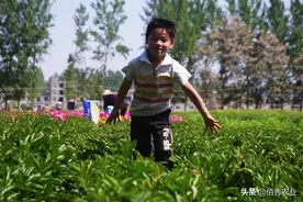 亳州农民深爱的5种作物，既是中药材又是观赏花卉，且收入可观图片