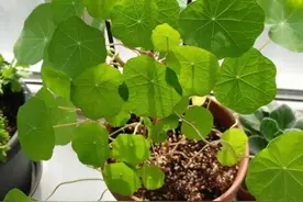 好看又好养的旱金莲，盆栽抓住这4个要点，花墙、花帘子全有了图片