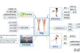索思英语解码单词（第38个）——leg腿图片