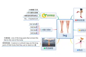 索思英语解码单词（第38个）——leg腿图片